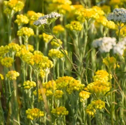 Helichrysum Essential Oil Africa 3